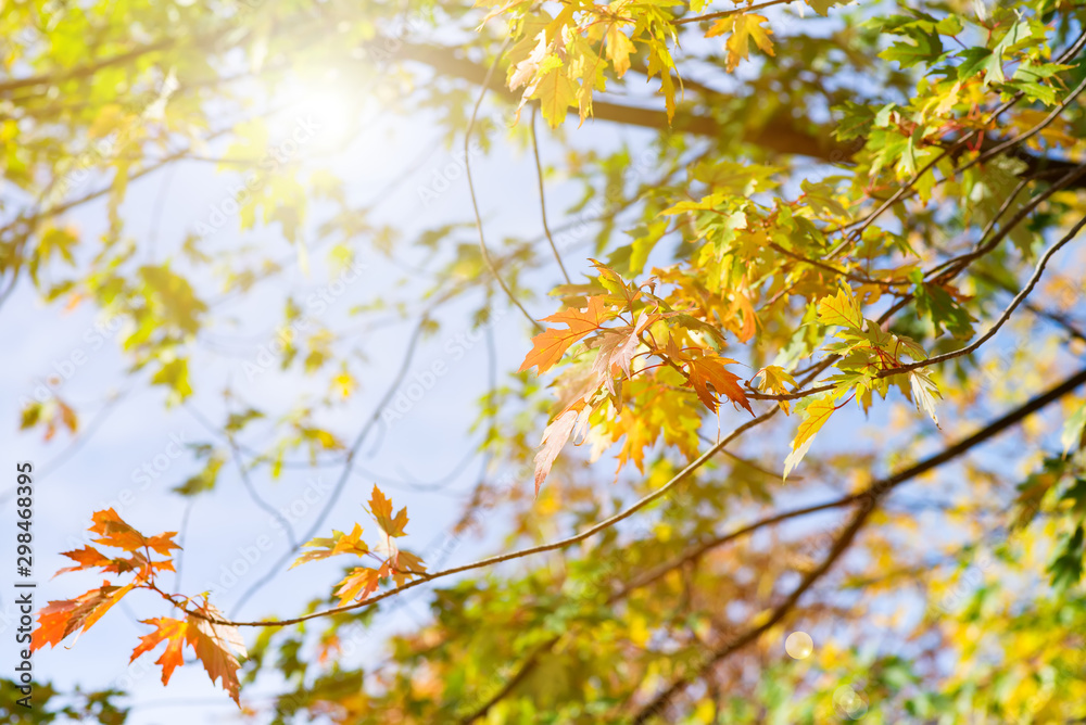 Autumn trees in a forest and clear blue sky with sun