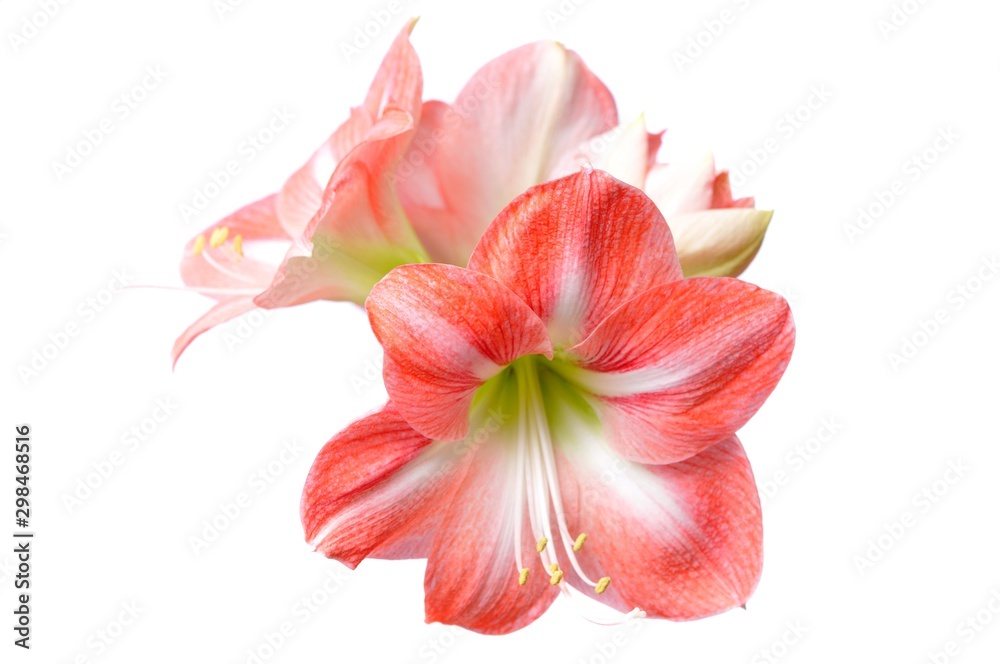 Close-up of a beautiful blossoming pink flower Close-up of a beautiful blossoming pink flower