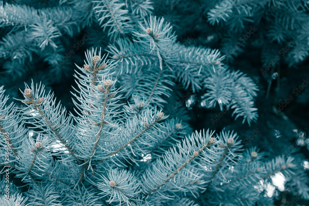 Blue spruce branches. Close shot Blue spruce branches. Close shot