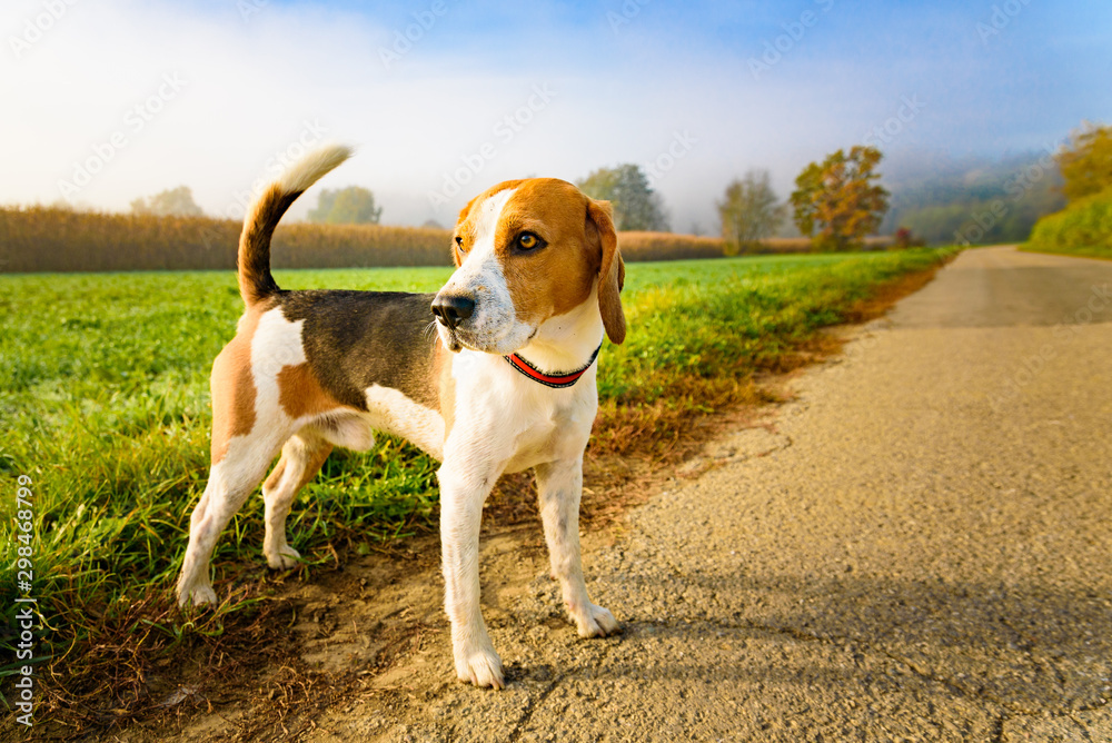 Dog purebreed beagle outdoors in nature on a rural asphalt road to forest between fields. Sunny colorful day countryside sunrise.