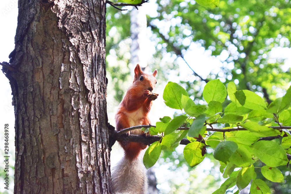 Squirrel sits on a tree branch and gnaws nuts