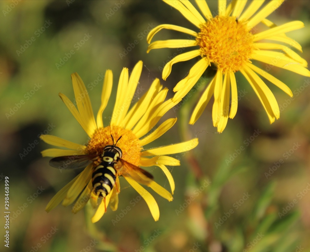bee on yellow flower bee on yellow flower