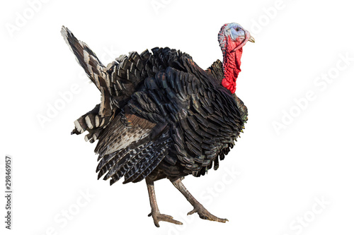 Turkey isolated on a white background. Male turkey isolated on a white background. turkeys poultry isolated on a white background. © ihorhvozdetskiy