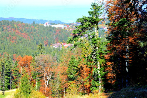 Fototapeta Naklejka Na Ścianę i Meble -  Typical landscape in the forests of Transylvania, Romania. Green landscape in autumn, in a sunny day