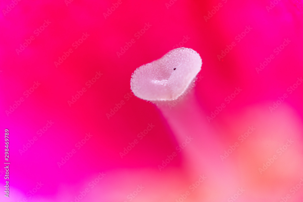 glowing flower heart in large magnification on the background of a bright pink petal