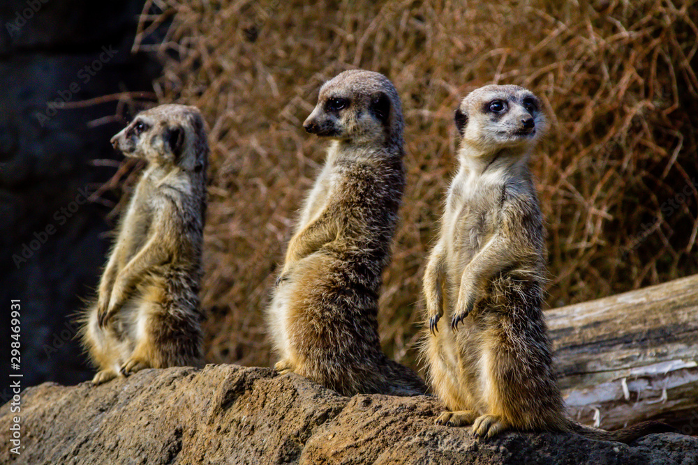 Meerkats stand guard and watch over their compound. Auckland Zoo, Auckland, New Zealand Meerkats stand guard and watch over their compound. Auckland Zoo, Auckland, New Zealand