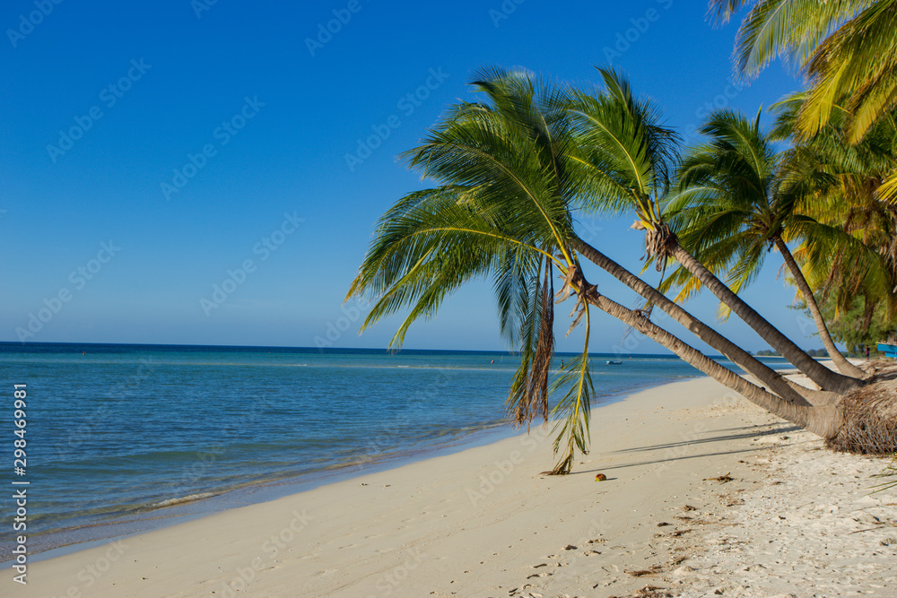 Obraz premium palm tree on the beach in Walakiri Beach, Sumba, Indonesia