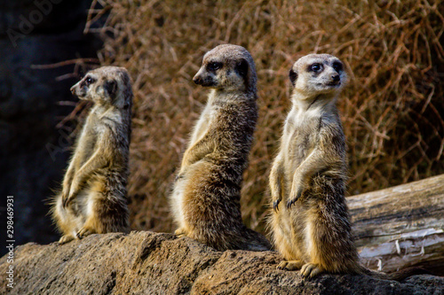 Meerkats stand guard and watch over their compound. Auckland Zoo, Auckland, New Zealand © David