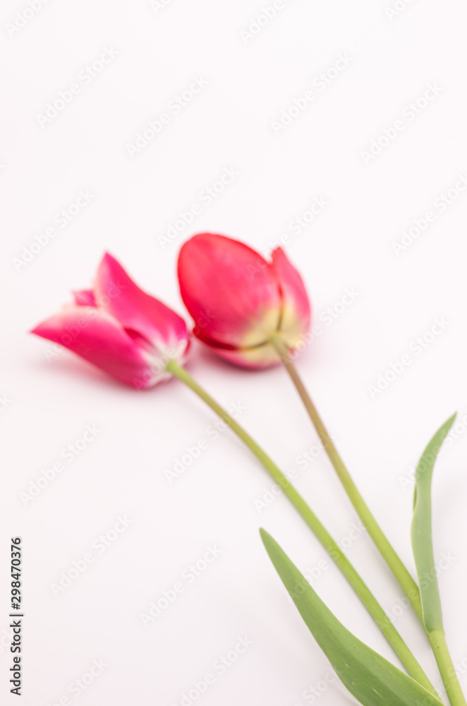 red pink tulips still life - floral theme backdrops red pink tulips still life - floral theme backdrops