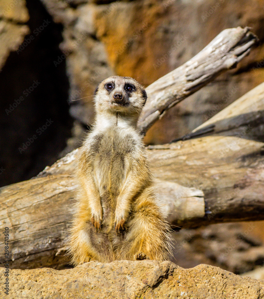 Fototapeta premium Meerkats stand guard and watch over their compound. Auckland Zoo, Auckland, New Zealand