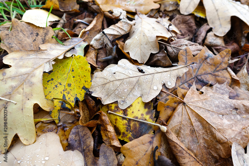 Autumn background from the fallen down leaves.
