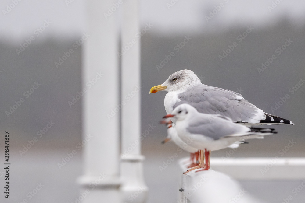 Obraz premium seagull on post