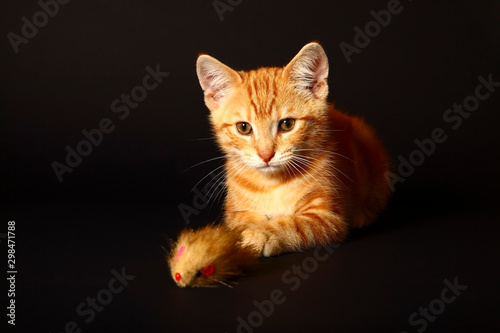 Fotografi Ginger mackerel tabby cat playing with a cat toy mouse isolated on a black backg