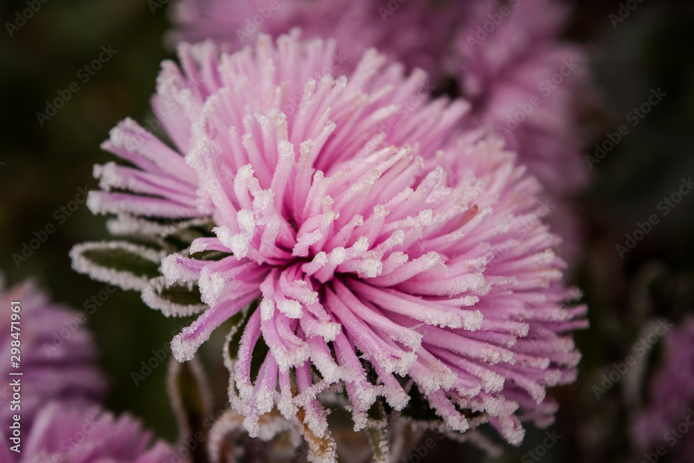 first frost, ice on flowers in late autumn first frost, ice on flowers in late autumn