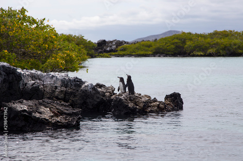 Two Galapagos penguins standing on lava rocky island off Puerto Villamil, Isabela Island, Galapagos, Ecuador