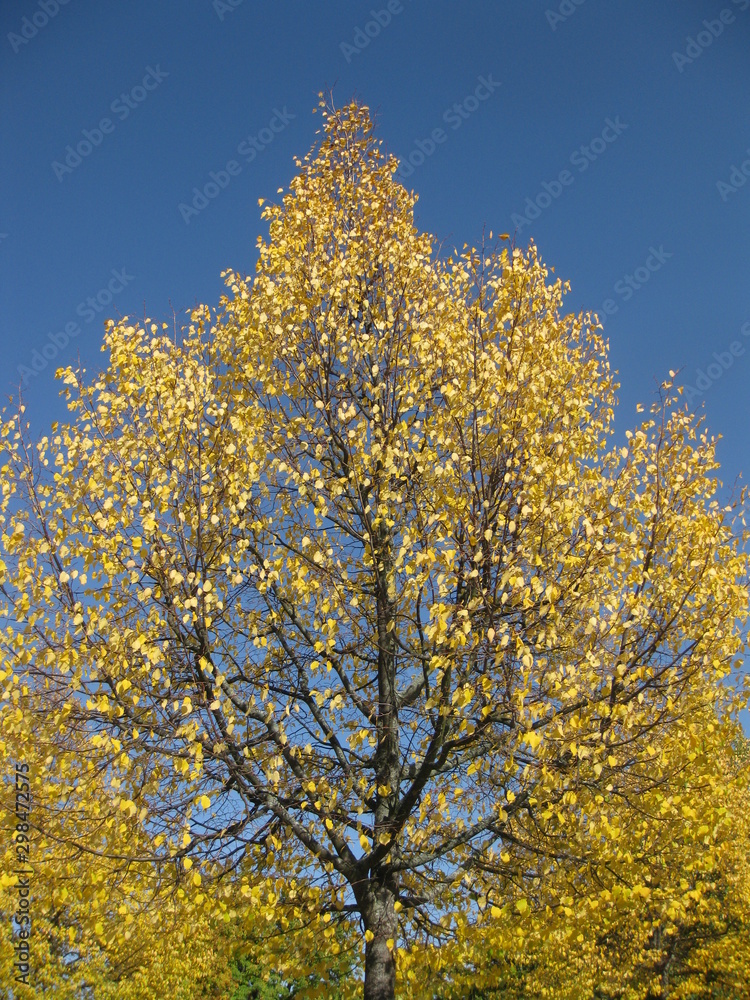 Herbstbaum