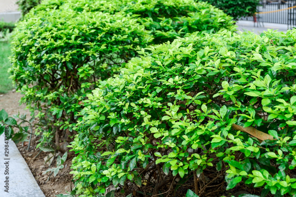 Green Plant in City Urban Setting Green Plant in City Urban Setting