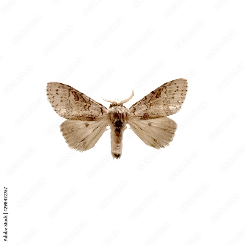 Fototapeta premium tussock moth butterfly isolated on white background, Calliteara pseudabietis isolated on white background.