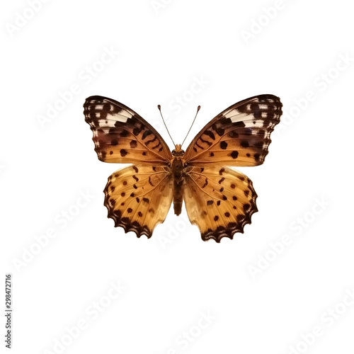 butterfly isolated on white background, Argyreus hyperbius isolated on white background.