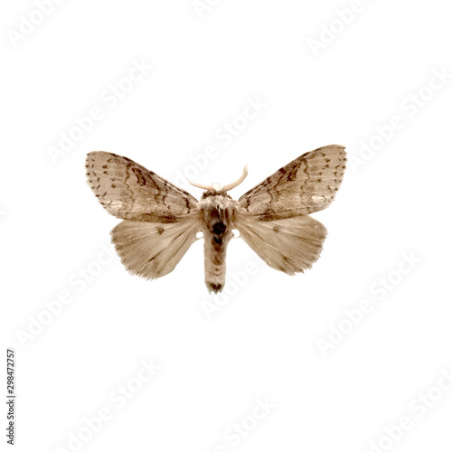 tussock moth butterfly isolated on white background, Calliteara pseudabietis isolated on white background.
