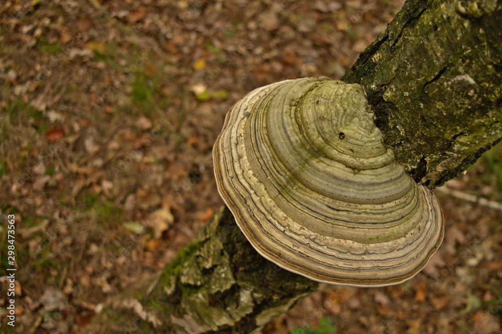 Fomes fomentarius (false tinder fungus) on a tree bark, mushroom in the forest Fomes fomentarius (false tinder fungus) on a tree bark, mushroom in the forest