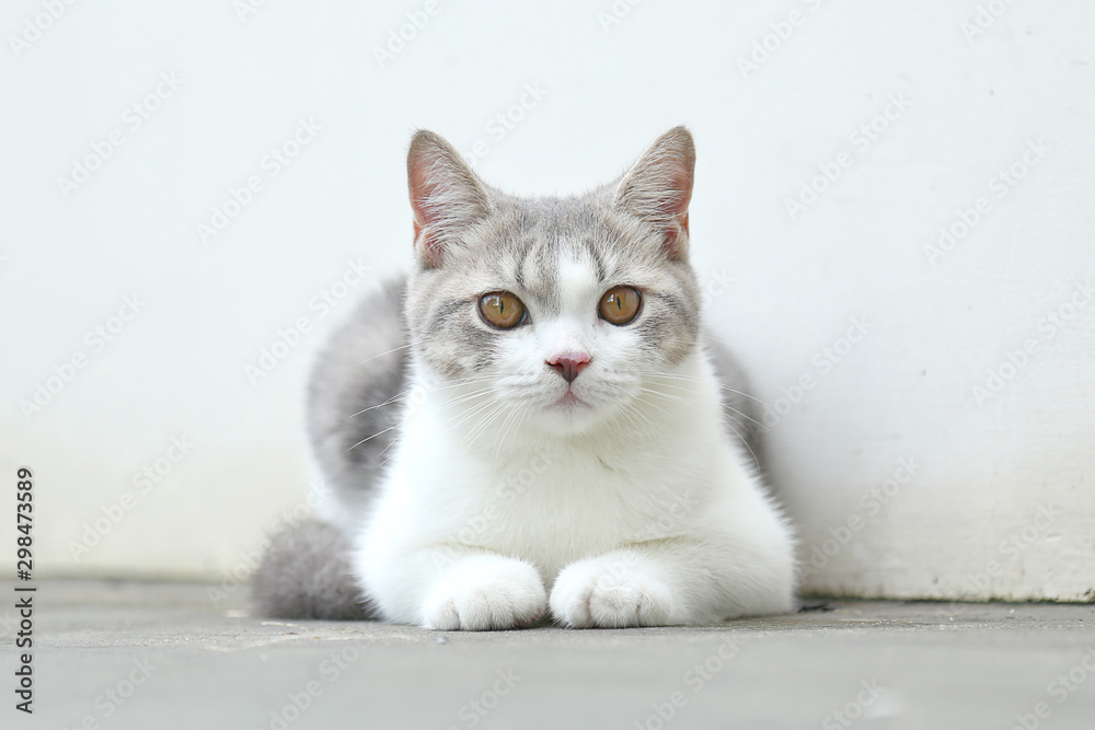 Scottish Fold kittens are sitting on cement floor. Portrait of the kittens are looking at the camera.