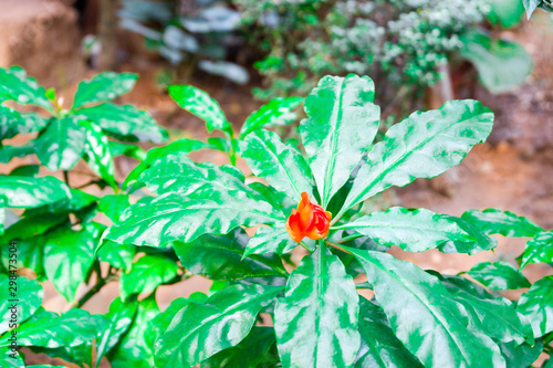 Green Plant with Red Little Flower