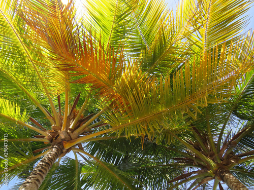 Palm trees in Pointe Faula - Le Vauclin.- French west indies.  Caribbean sea. Natural colors and texture