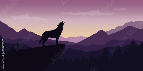wolf at beautiful purple mountain wildlife nature landscape vector illustration EPS10
