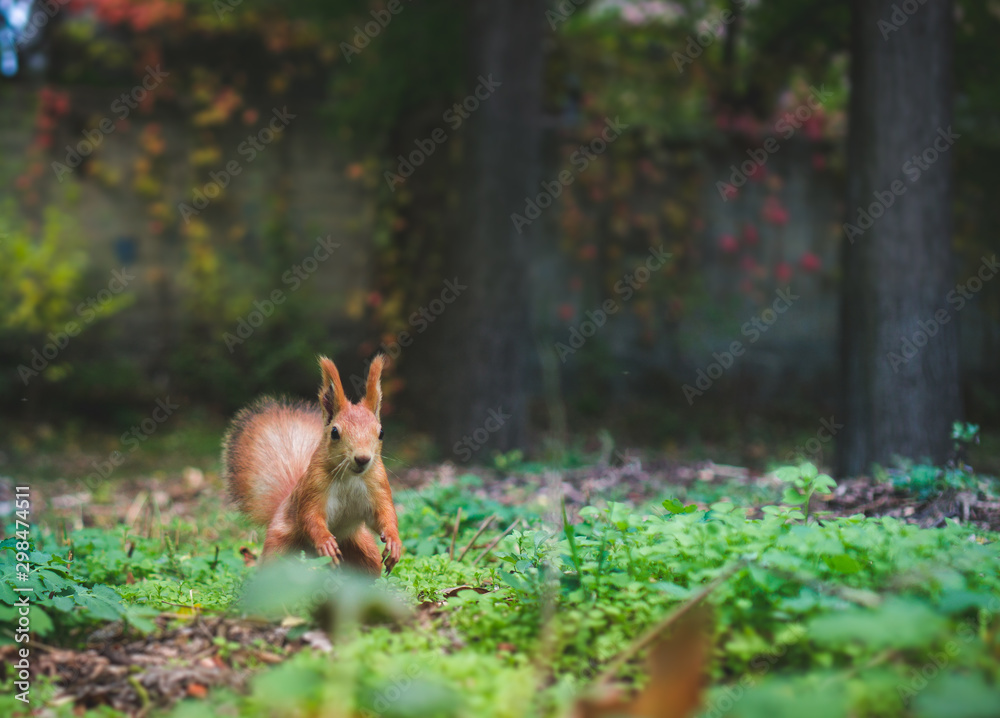 squirrel in the forest sitting in the plants squirrel in the forest sitting in the plants