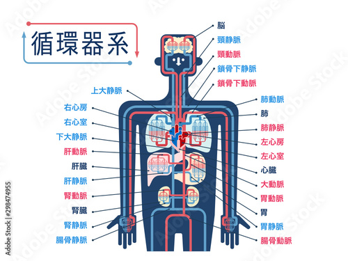 日本語で各部位の名称が記載された上半身の循環器系のシンプルなイラスト