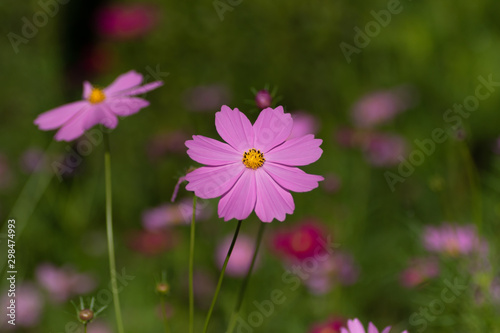 cosmos flower