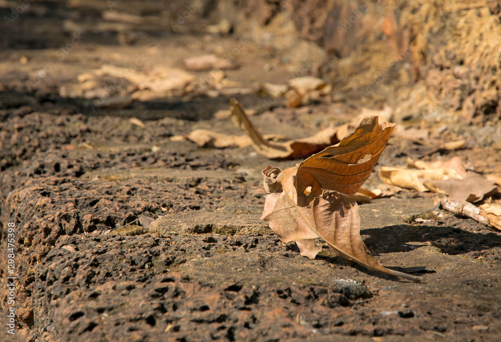 Dry leaves on the stone walk Dry leaves on the stone walk