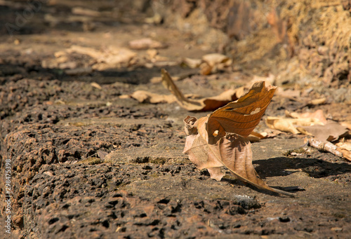 Dry leaves on the stone walk