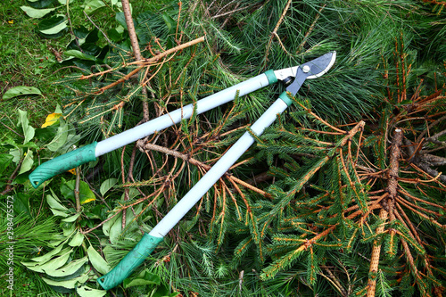 Garden loppers on a heap of fir tree branches