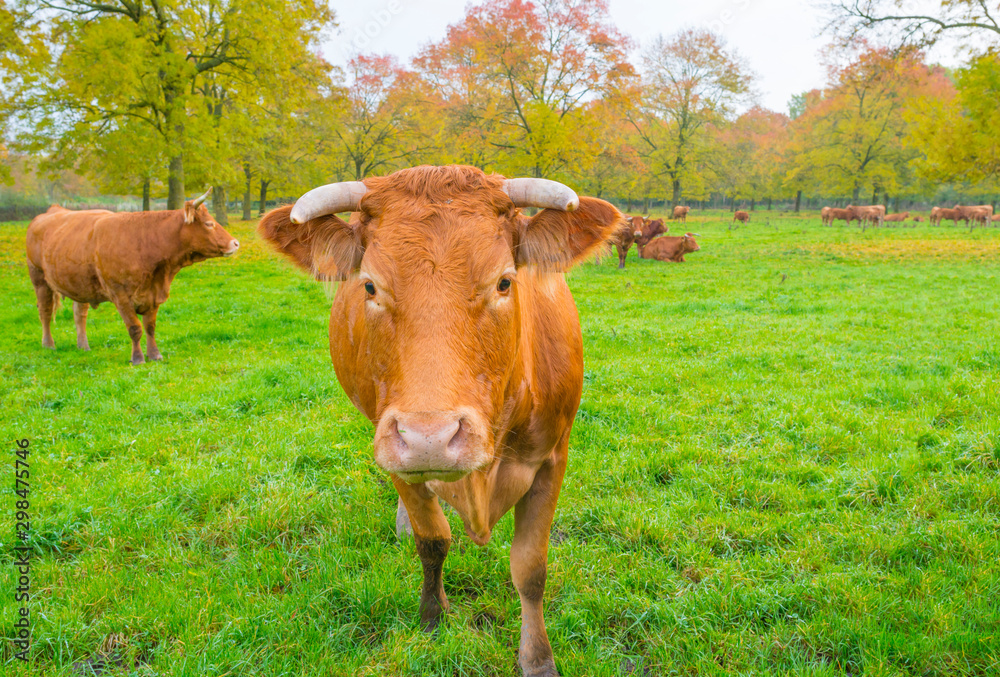 Cows in a green meadow in sunlight at fall Cows in a green meadow in sunlight at fall
