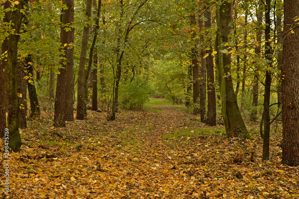 Obraz premium Path in a forest in the autumn with fallen golden leaves in sunny day