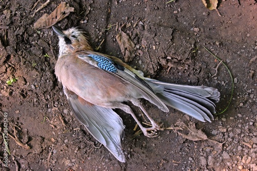 Konstfotografi Toter Eichelhäher (Garrulus glandarius) auf Waldweg