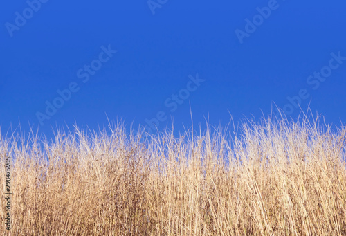 Dry meadow on the blue sky background