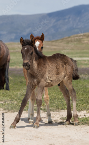 Pair of Cute Wild Horse Foals in Utah © natureguy