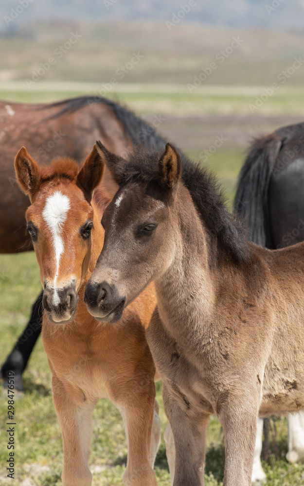 Pair of Cute Wild Horse Foals in Utah Pair of Cute Wild Horse Foals in Utah