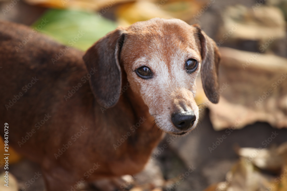 dog portrait autumn leaf background 