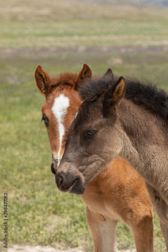 Pair of Cute Wild Horse Foals in Utah Pair of Cute Wild Horse Foals in Utah