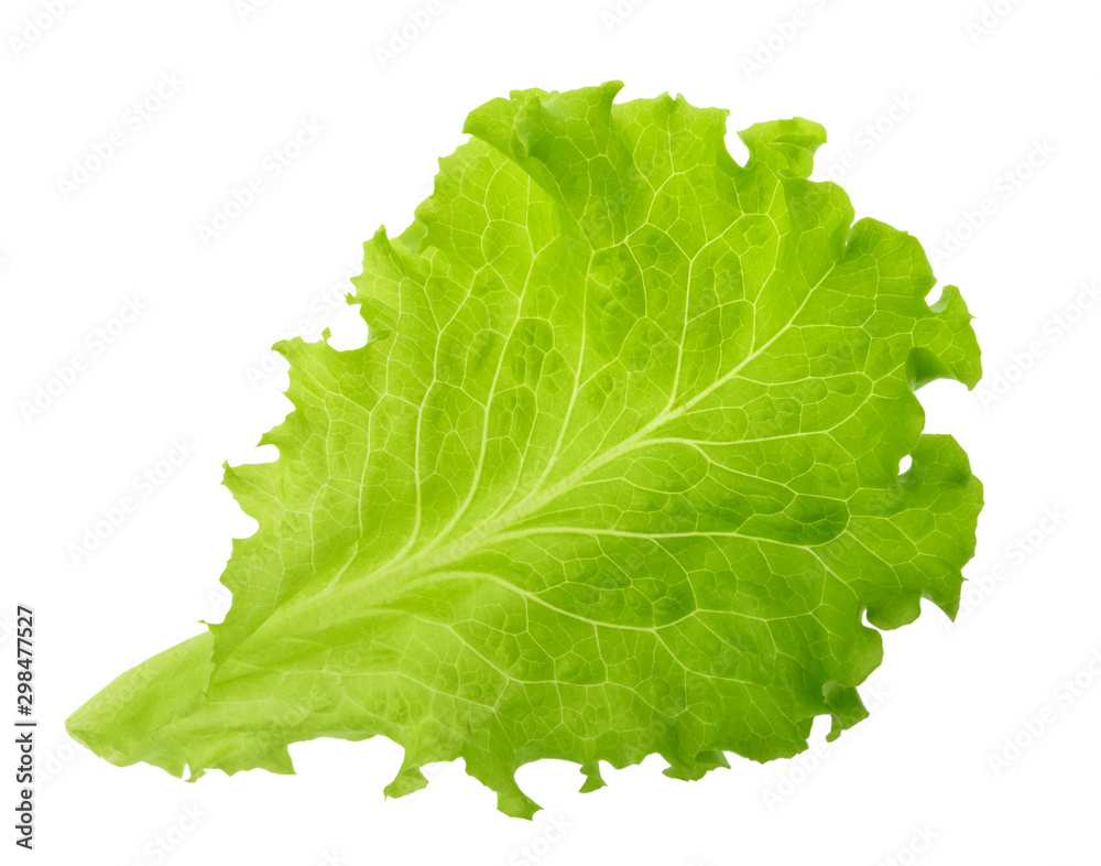 Green lettuce leaf isolated without shadow - obrazy, fototapety, plakaty 