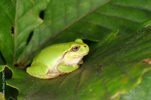 Tree frog on oak leaf-B
