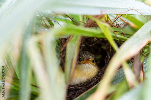 Baby bird Yellow-bellied Prinia or Prinia flaviventris in the nest which waiting for feeding eating time on green leaves in the garden, it is a species of bird in the Cisticolidae family. photo