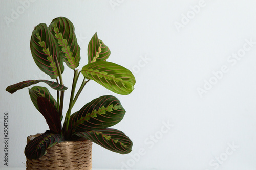 Maranta leuconeura var. erythroneura - Fascinator Tricolor (prayer plant). Exotic house plant in a basket on white background close-up