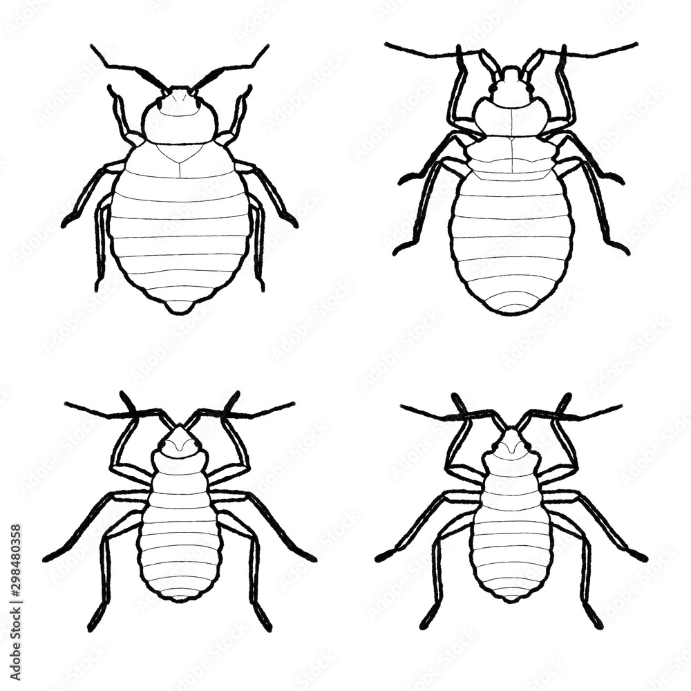 Bed Bug Animal Vector Illustration Hand Drawn Cartoon Art Stock Vector