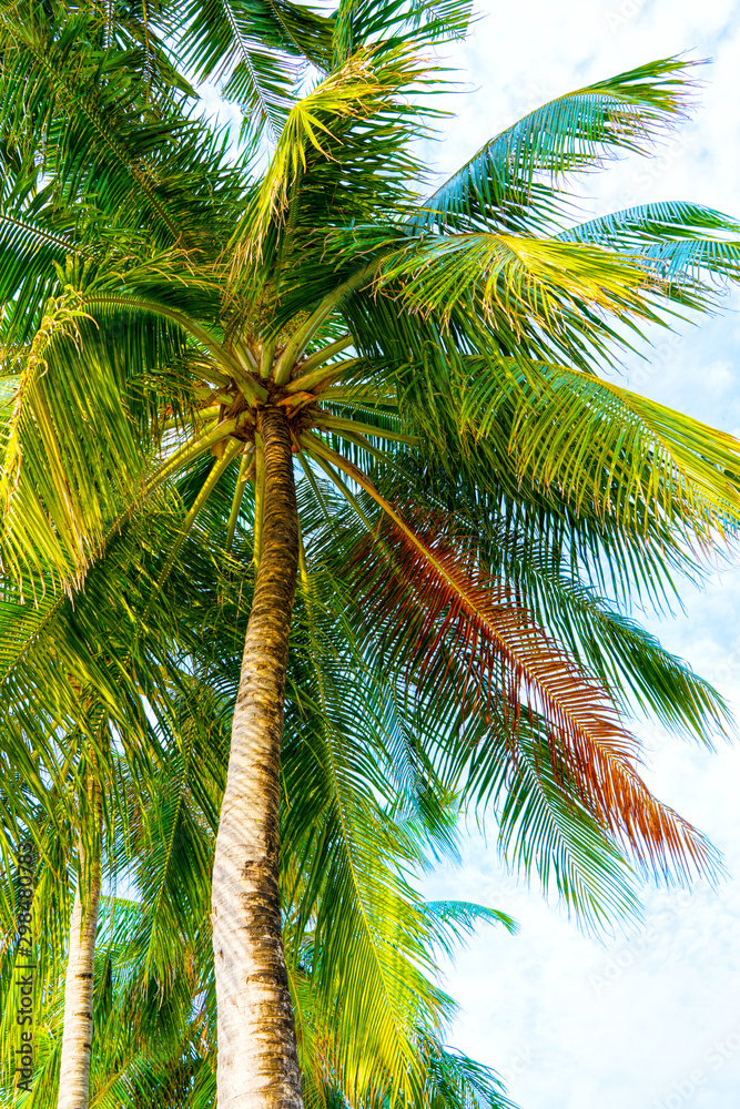 Beach summer vacation holidays background with coconut palm tree