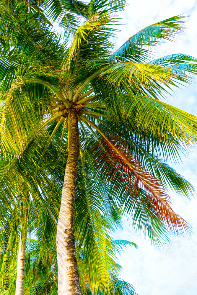 Beach summer vacation holidays background with coconut palm tree Beach summer vacation holidays background with coconut palm tree